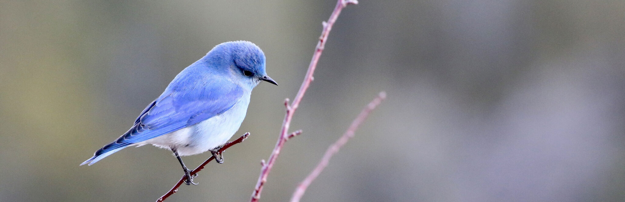Build a Bluebird House at Wind Cave National Park